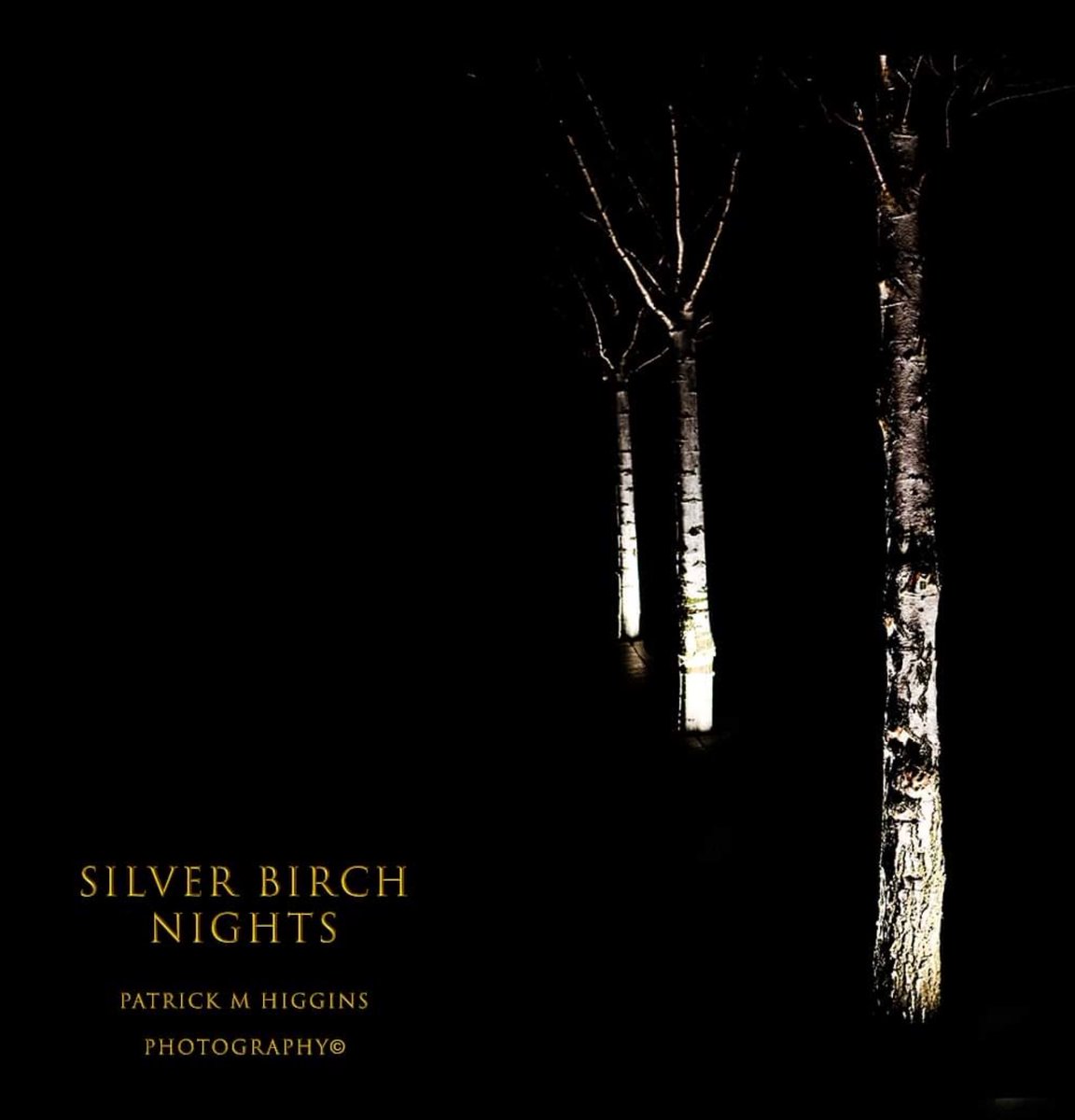 Silver Birch Nights. @patrickmhiggins #silverbirch #bnw #bnw_of_our_world #bnwzone #bnwtrees #bnwtreescape #bnwlovers #nightphotography #nightimages #landscape #smalllandscape