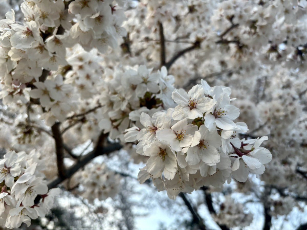 河口湖の富士と満開の桜 hqdefault.jpg