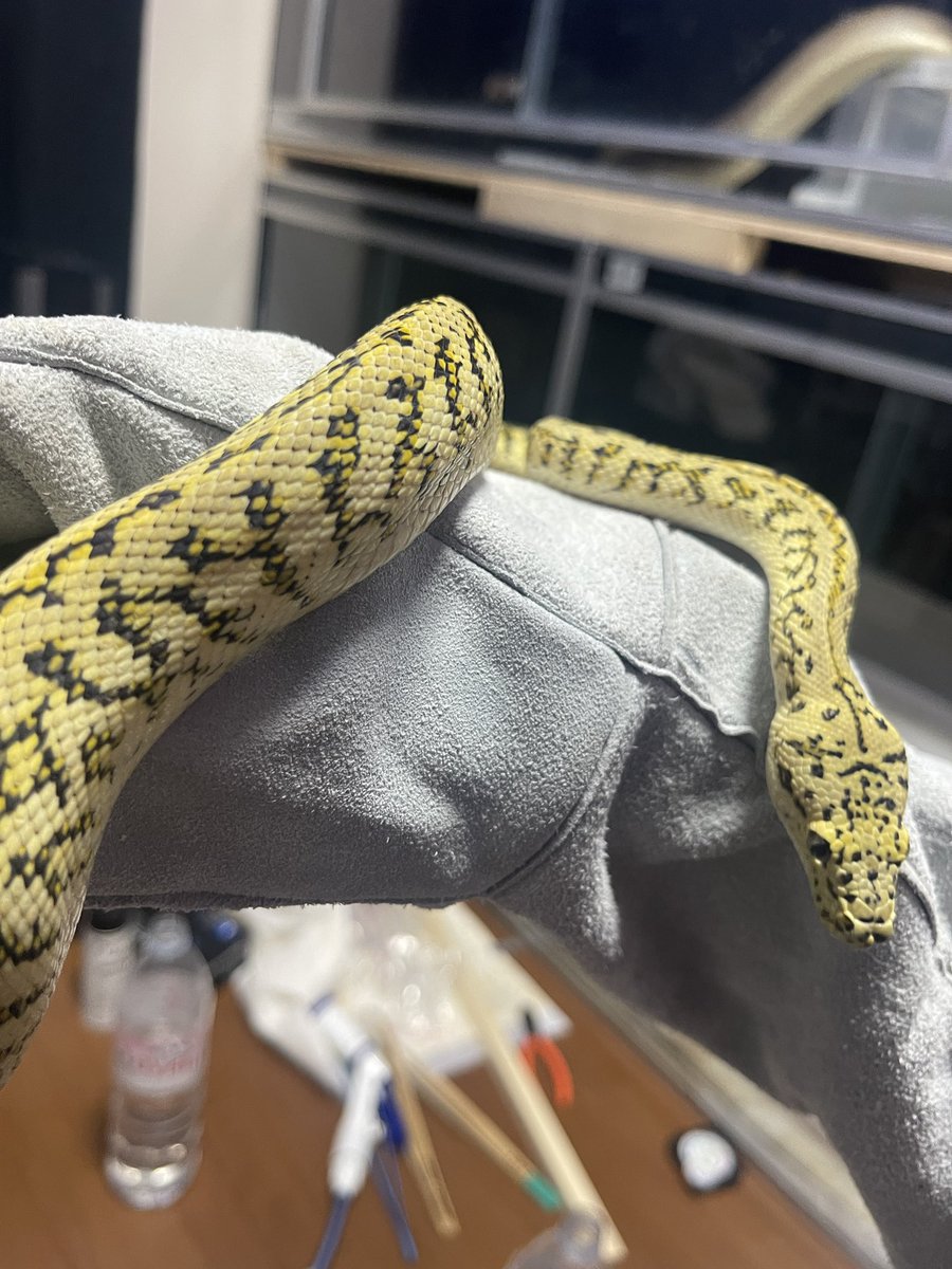 GDB6335's tweet image. キャラメルグラナイトジャガー
変わらずかっこいい😎
#carpetpython