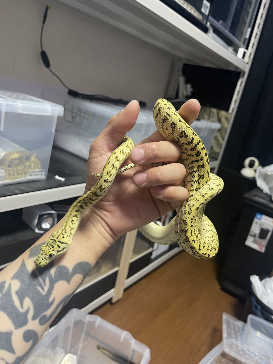 GDB6335's tweet image. キャラメルグラナイトジャガー
変わらずかっこいい😎
#carpetpython