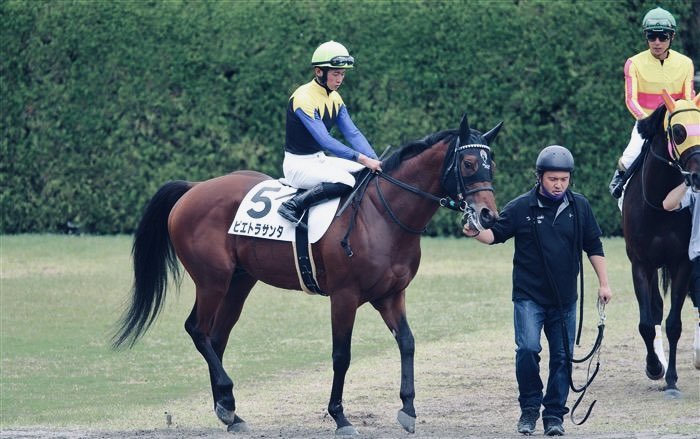 PIETRASANTA 

He is a son of FRANKEL and MARGOT DID. Hence he is the elder half brother to today’s Japanese 2000 Guineas winner JUSTIN MILANO 

He is also Justin Milano’s stable companion. 

Pietrasanta hasn’t lived up to his pedigree  alas but his last race was actually quite