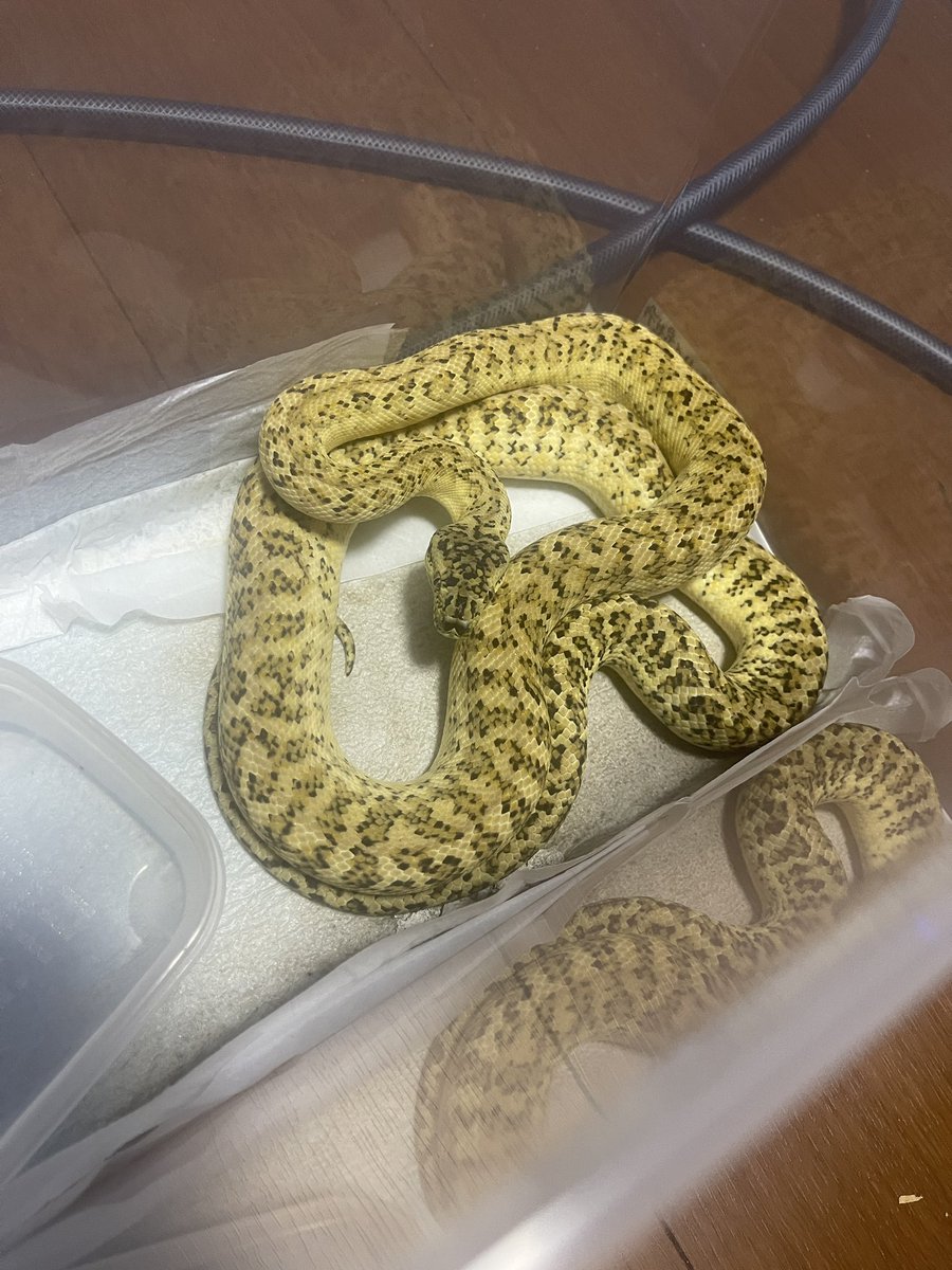 GDB6335's tweet image. スーパーハイポゼブラhetアルビノ
急に色が変わった気がする
#carpetpython
