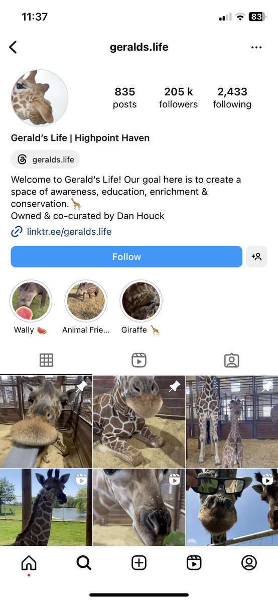 Anyone who wants some feel good cheese, go to insta or tik tok & follow Geralds Life, they have Finn the baby Giraffe & it’s the cutest thing ever ❤️