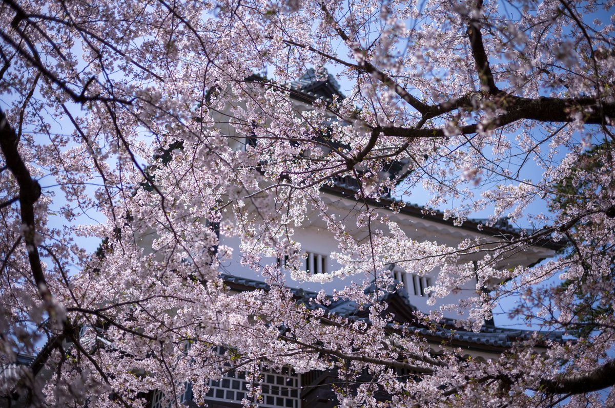 金沢は桜満開ですね。 天気も最高ですし、本当に良いタイミングでのオフ会開催となりました。 それにしても金沢城公園の広大さよ。 宇都宮城址公園と比べると…ぐぬぬ。 #leicam11