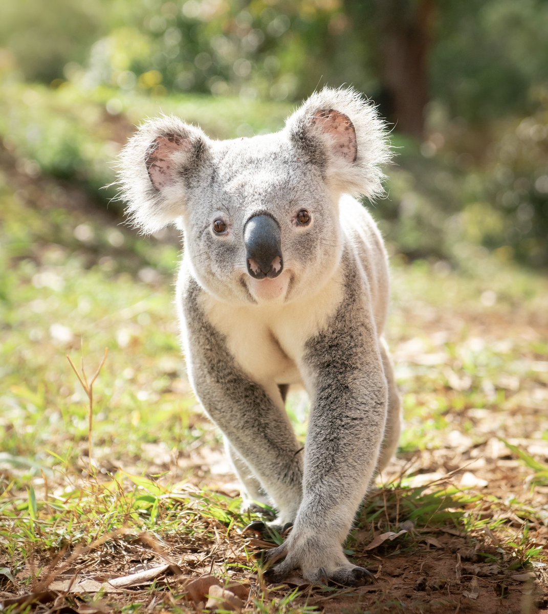 It’s the tiny koala smile for us😍