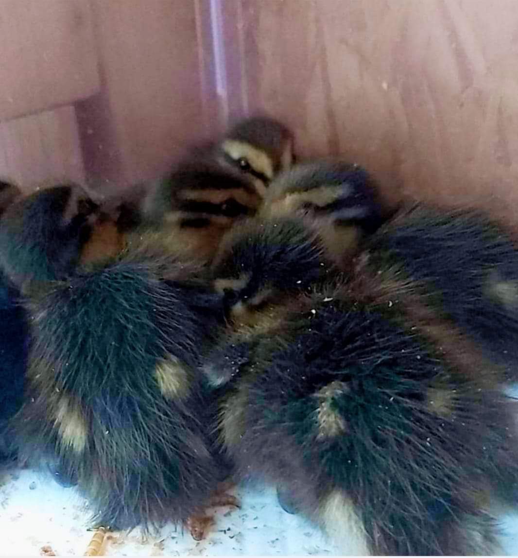 Do any of you local folk have any newspapers they don't need anymore? Meltham wildlife rescue are swamped with orphaned ducklings, and they're desperate. We can collect locally and take them over.