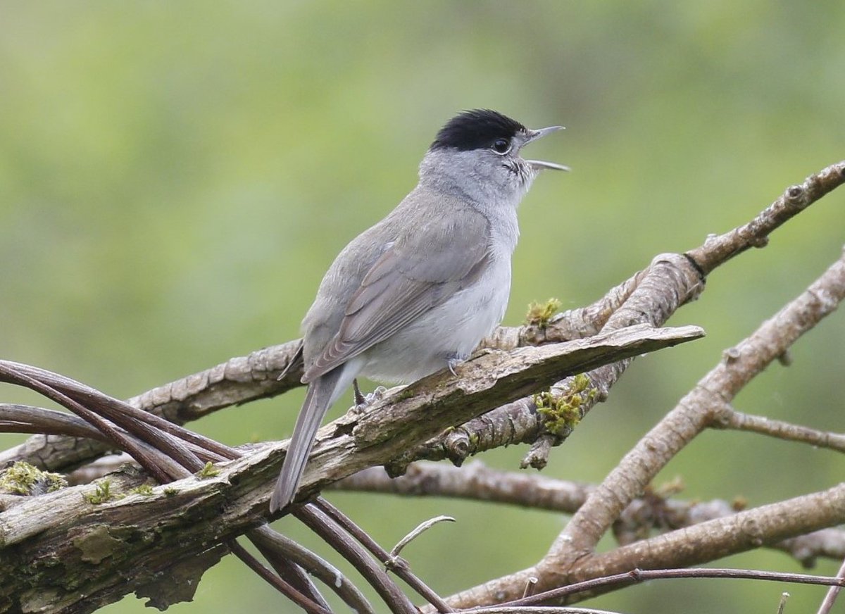 Unstead SF this morning - Green Sand , Reed Warbler and plenty of Blackcaps singing. @SurreyBirdNews