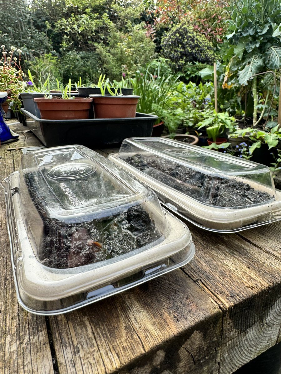 New mini greenhouses from @Wasabi_UK