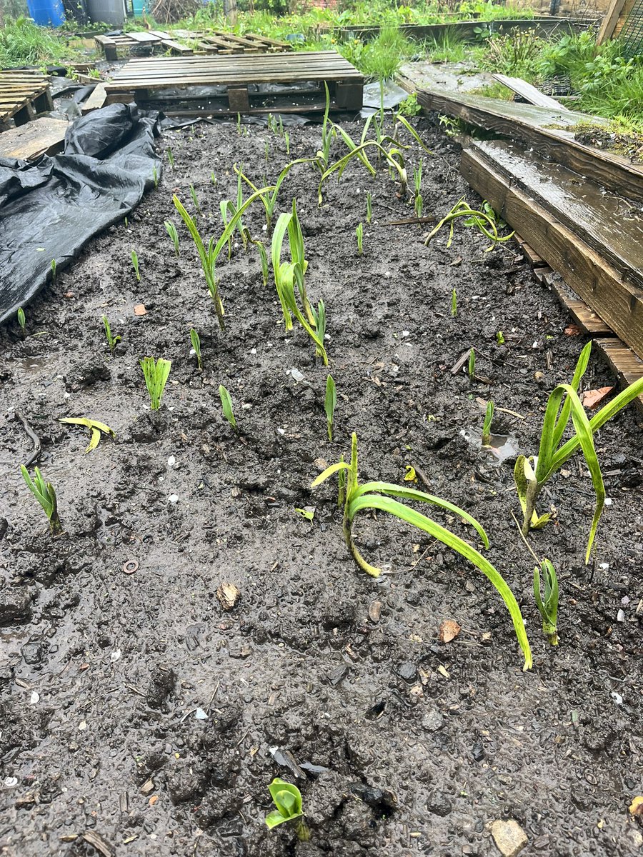 AllotmentOwner's tweet photo. Despite all the rain, the garlic I found under the black plastic is coming up nicely. Anyone else hoping the rain will stop so things can be planted? #gardeningwithjason #allotmentgardening #growinggarlic #urbanfarming #growingvegetables https://t.co/gLQwIEEXxt