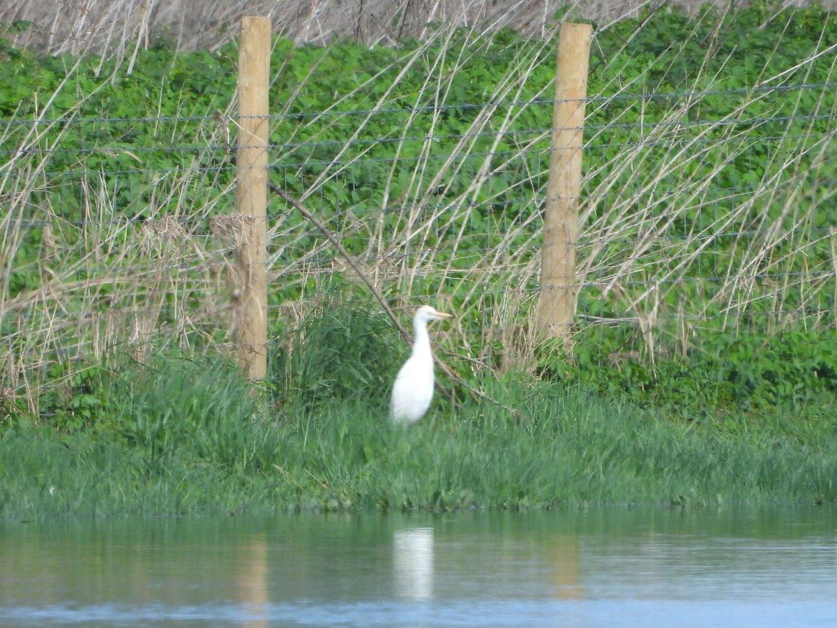 The White-fronted Goose still distantly from Tower Hide at Wheldrake Ings & a Cattle Egret by the riverside path. Slavonian Grebe still present @YorkBirding @LDV_NNR @nybirdnews