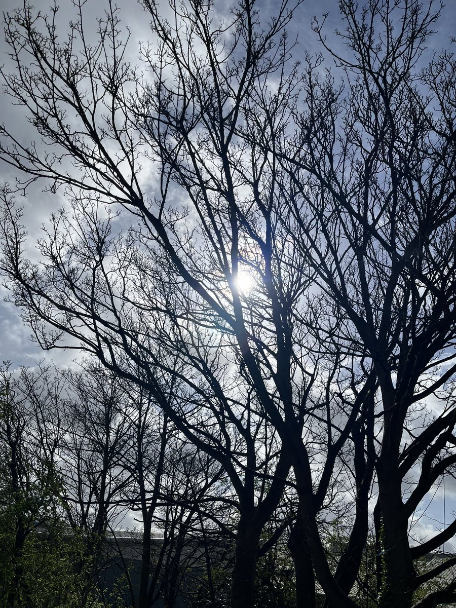 lydiarose_68's tweet image. Beautiful Sunday morning walk, first spotting of bluebells and surrounded by wild garlic. 
#happyspringtime
