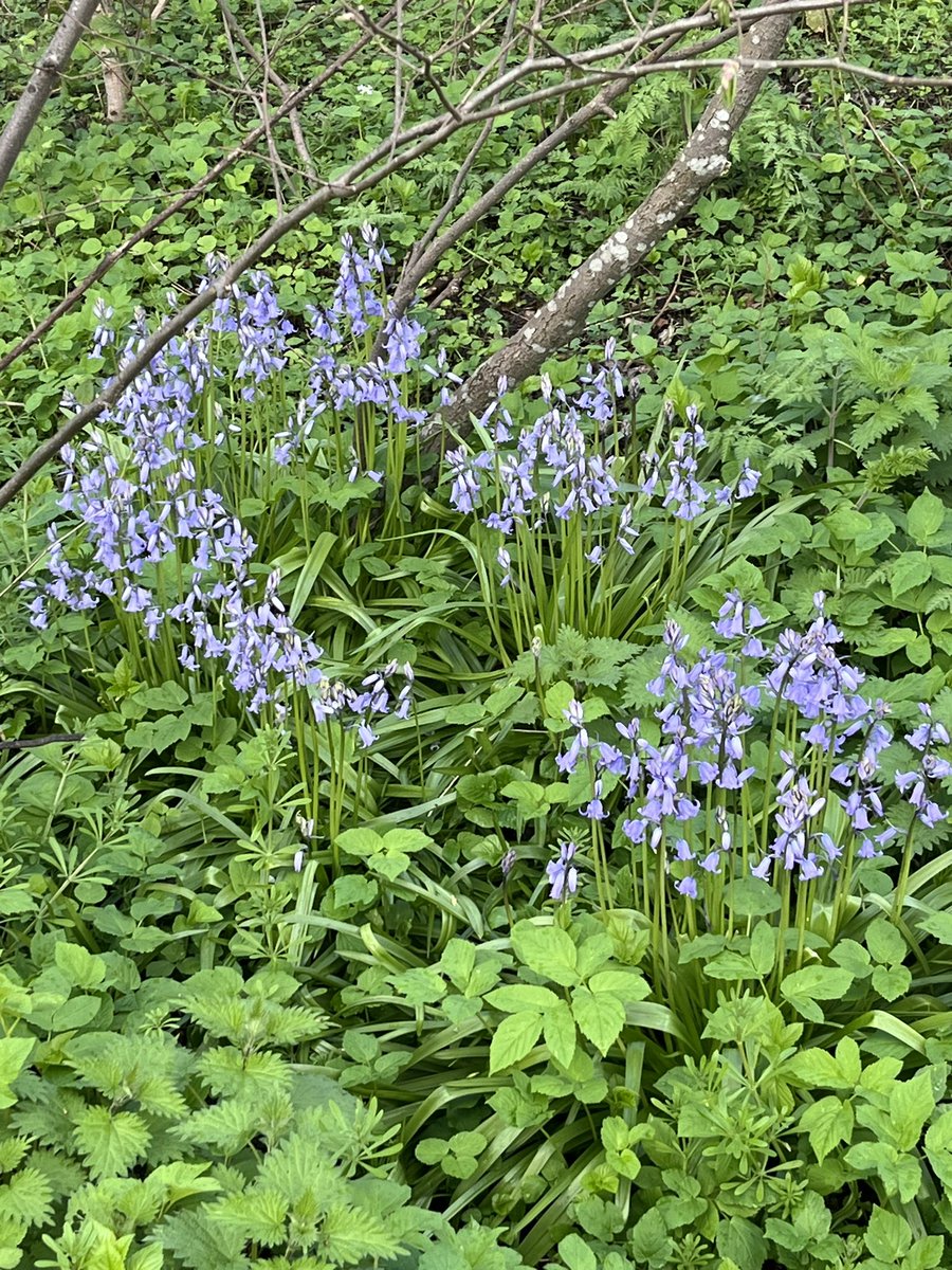 lydiarose_68's tweet image. Beautiful Sunday morning walk, first spotting of bluebells and surrounded by wild garlic. 
#happyspringtime