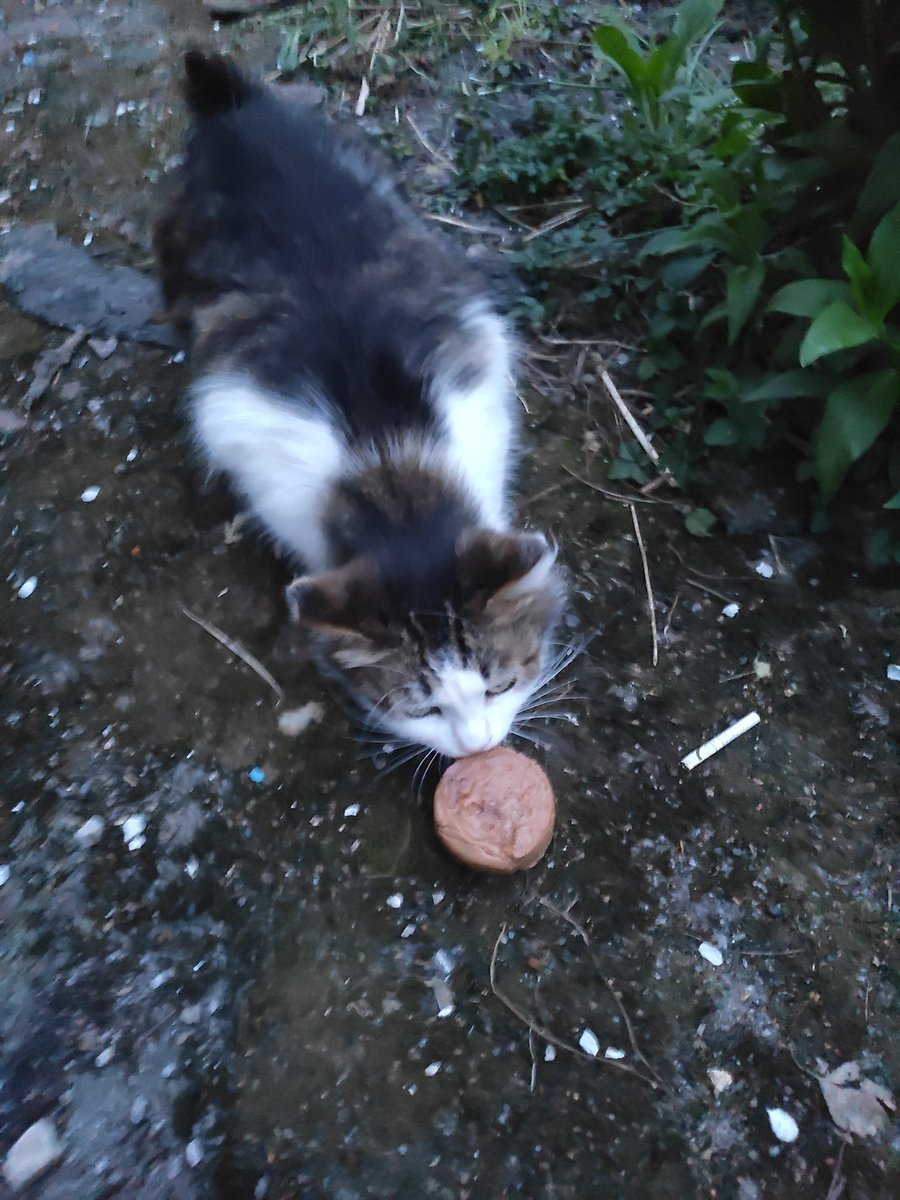 kittyzht's tweet photo. https://t.co/mdOGfW0lDH

їсть паштетик🥹🥹 киньте дитині на паштетик, баночка зверху https://t.co/F4jXKIxGA2