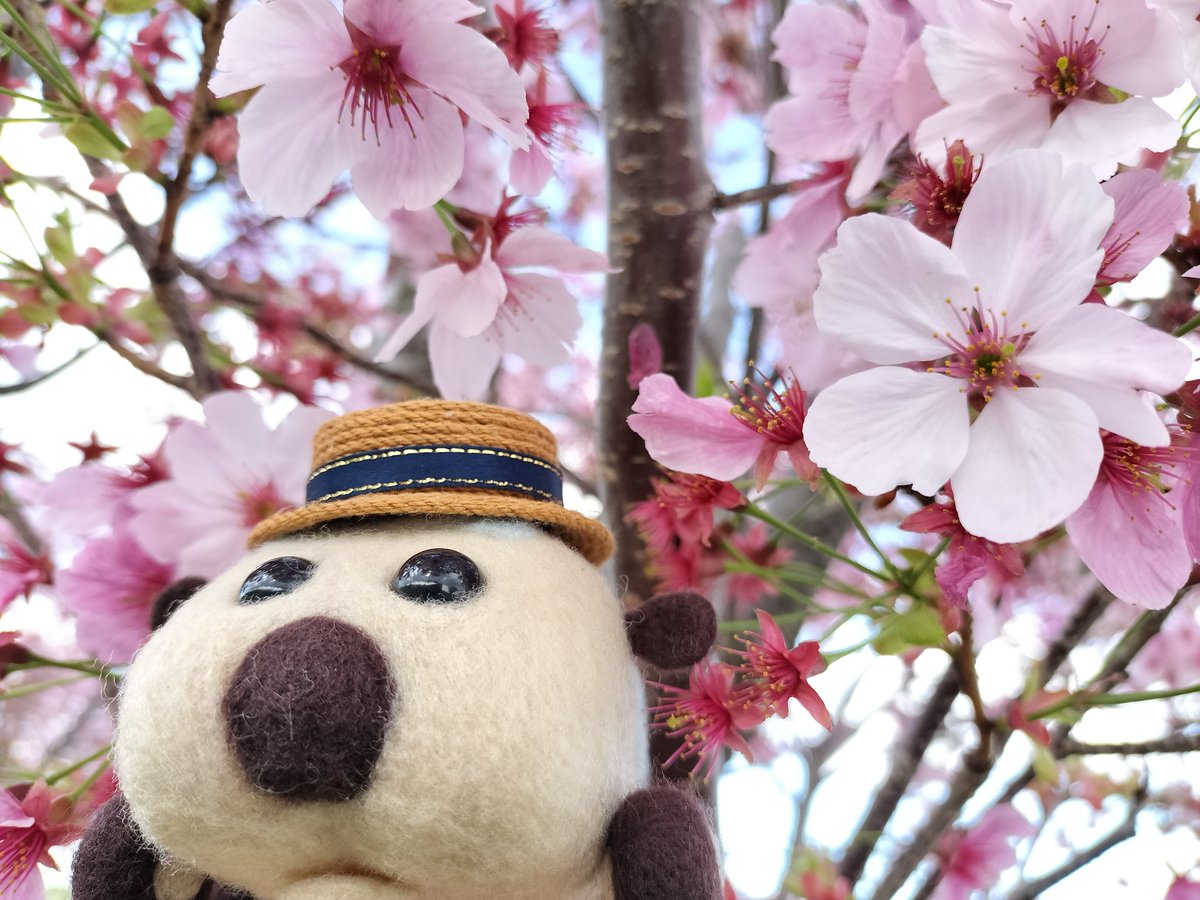 🌸桜とポンタ　その2🌸 #モルカー #モルカーファンアート