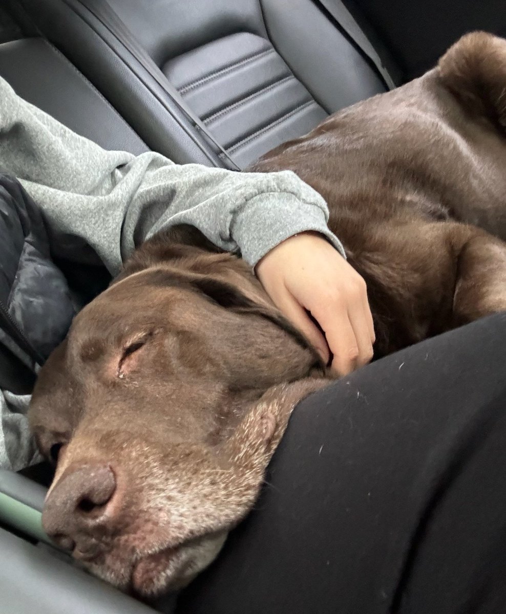 #OPP Sunday morning smile and safety tip with #LazyLucy. With the warm weather approaching, NEVER leave family pets or young children unattended in any vehicle. It doesn't  matter how quickly that errand will be. It could have deadly consequences. Have a great day. #WROPP ^es