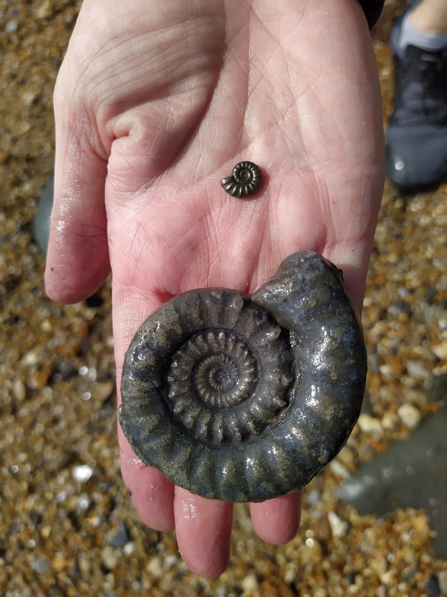 A husband and wife team found little and large fools gold ammonites on yesterday’s fossil walk! Just shows you need eagle eyes to spot some fossils, but a little patience goes a long way. Our next walk is Thurs 18th at 8.30am charmouth.org/chcc/events-ca…