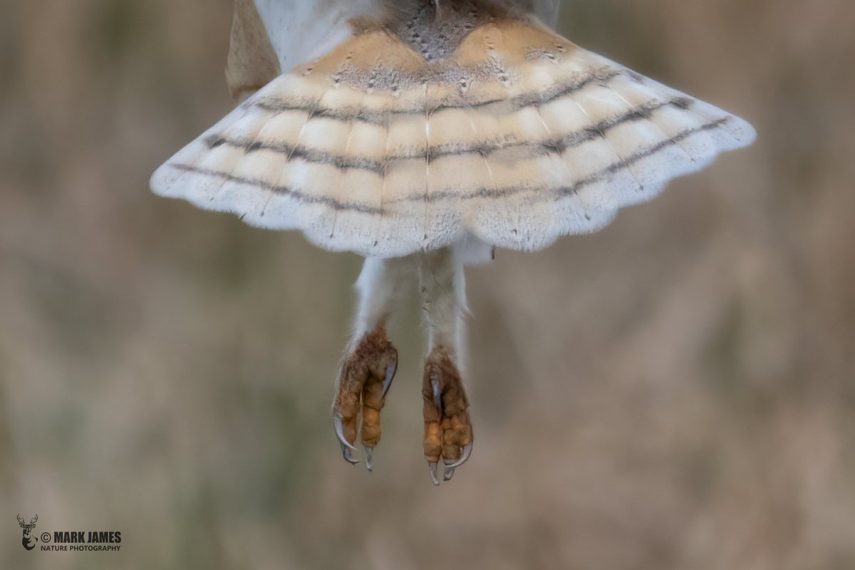 More from Teesdale this morning, 5 Barn Owls in a 1 mile stretch of road. I wouldn't want to be a vole on the end of those talons 😬 @durhamwildlife @DurhamBirdClub @Natures_Voice @_BTO @WildlifeMag @BBCSpringwatch @WildlifeTrusts @iNatureUK @NatureUK