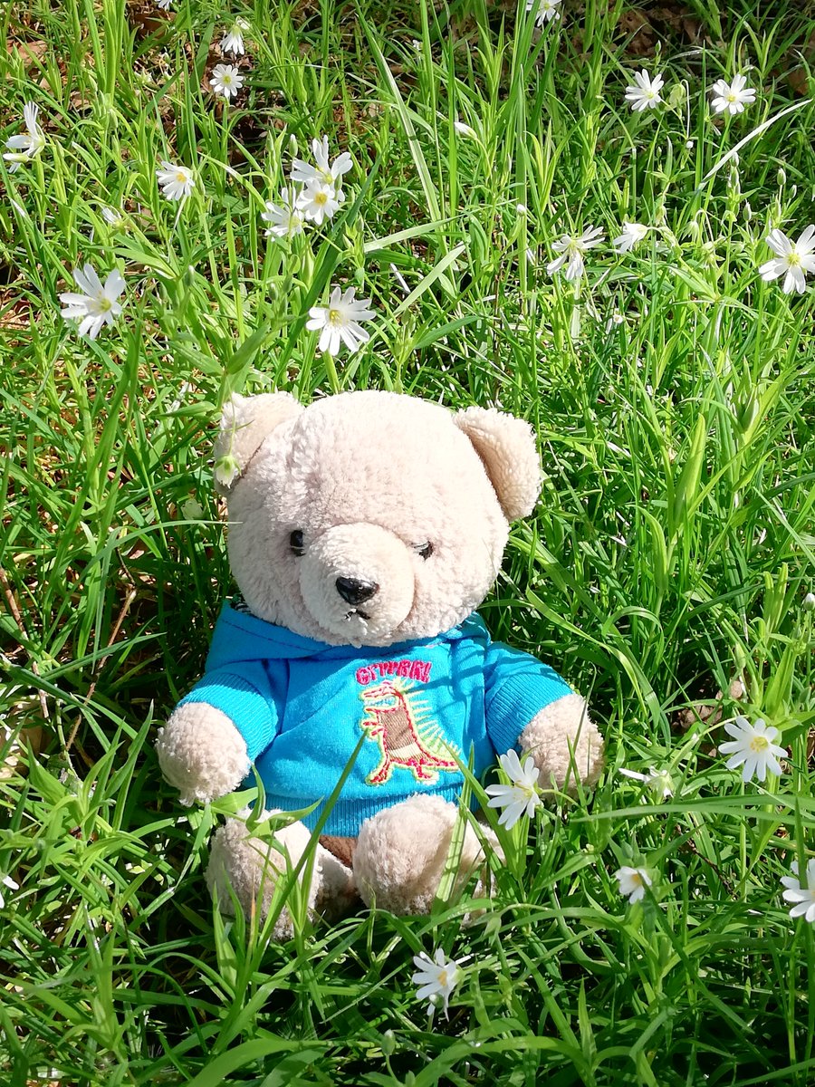 boeleke_op_reis's tweet image. We were looking for bugs but didn&apos;t have much luck. But some pretty flowers. #walkingisfun