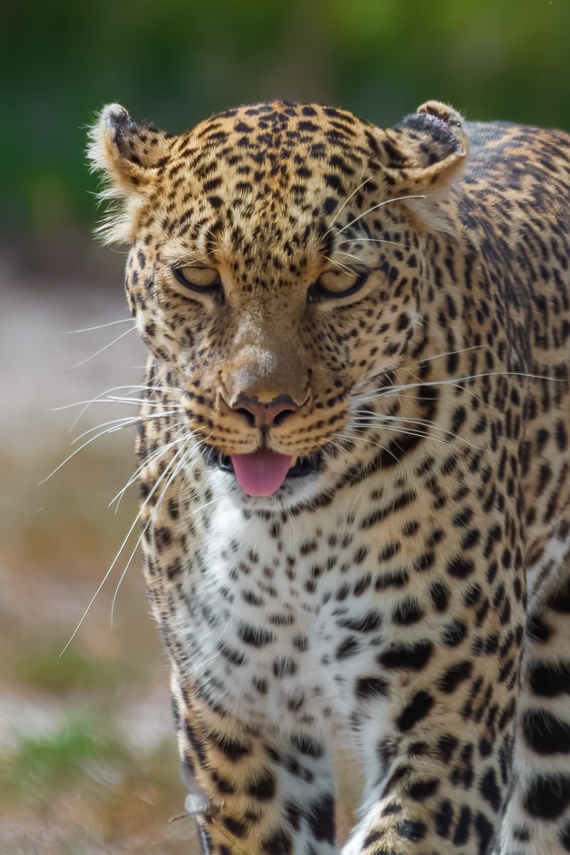 Big Cats of Masai Mara | Kenya
1) Osapuk (Salas boy)
2) Bahati
3) Lorkulup (Blackroy Boy) with Bearface
4) Luluka
.
.
#onservation #kenyasafari #masaimarabigcats #bbcwildlife #bigcatslover #masaimara #bownaankamal #gamedrive #bigcatsofafrica #bigfivesafari #masaimarakenya…