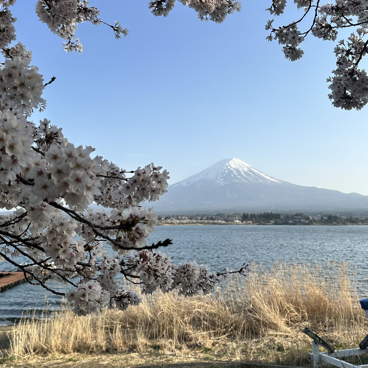 久しぶりに家族旅行です‼️ 桜🌸and富士山🗻で、いい景色です☺️