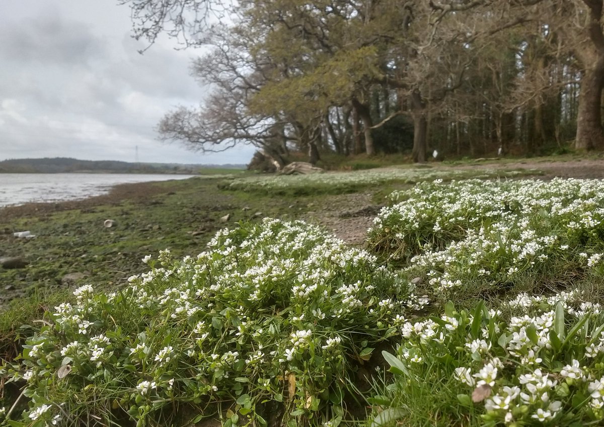 Irish Wildlife Sounds (Seán Ronayne) tweet media