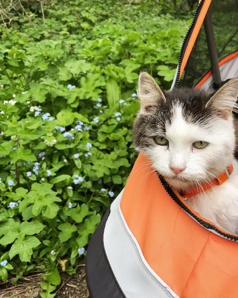 TobyTheCatUK's tweet photo. Happy Sunday😺 I went for some fresh air to make me feel better. However I am still not eating by myself😾 Hopefully I will feel up to eating soon!❤️#sundayvibes #catlife #catsofinstagram #CatsOn #CatsOfTwitter #cats #floofycat #tobycatuk #nottingham https://t.co/LsD8134ZNB
