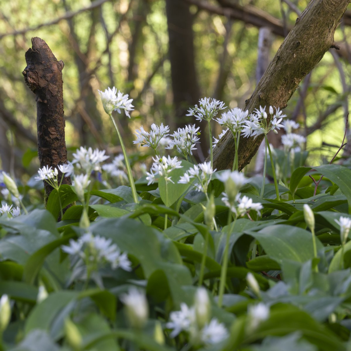 The bluebells are out and wild garlic well on its way.   A lovely morning stroll on The Doward. What a beautiful time of year to be in the Wye Valley.