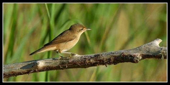 Volunteer Paul heard the first Reed warbler of 2024 from the Washland Viewpoint this morning (14/4). Yesterday also saw the first Grasshopper warbler in the meadow west of the Photo Station, and the first Nightingale in West Wood (two today). 📷 Reed warbler by Ann Blackwood