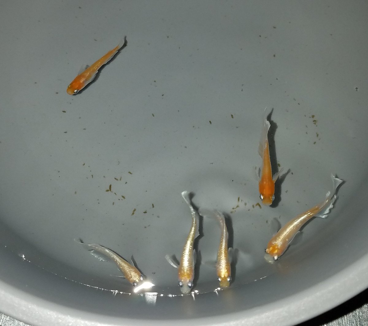 ayaboo5956's tweet photo. ワクワクする季節になり、今年も相変わらず底無しのめだか沼にどっぷりです😂 https://t.co/C9rPwN7dxY