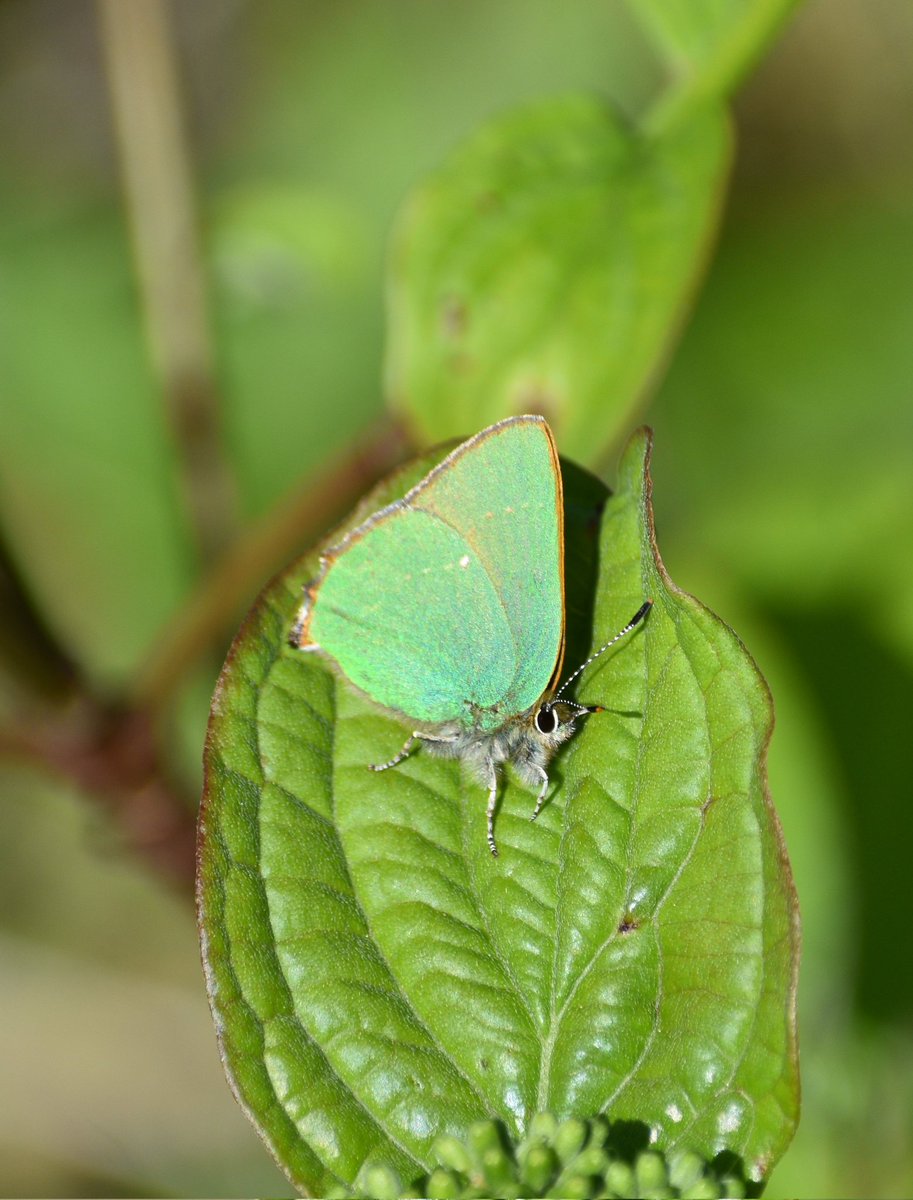 Green Hairstreaks are out @MagogDown this morning. Best searched for in the sheltered sunny spots.
@bc_cambs_essex