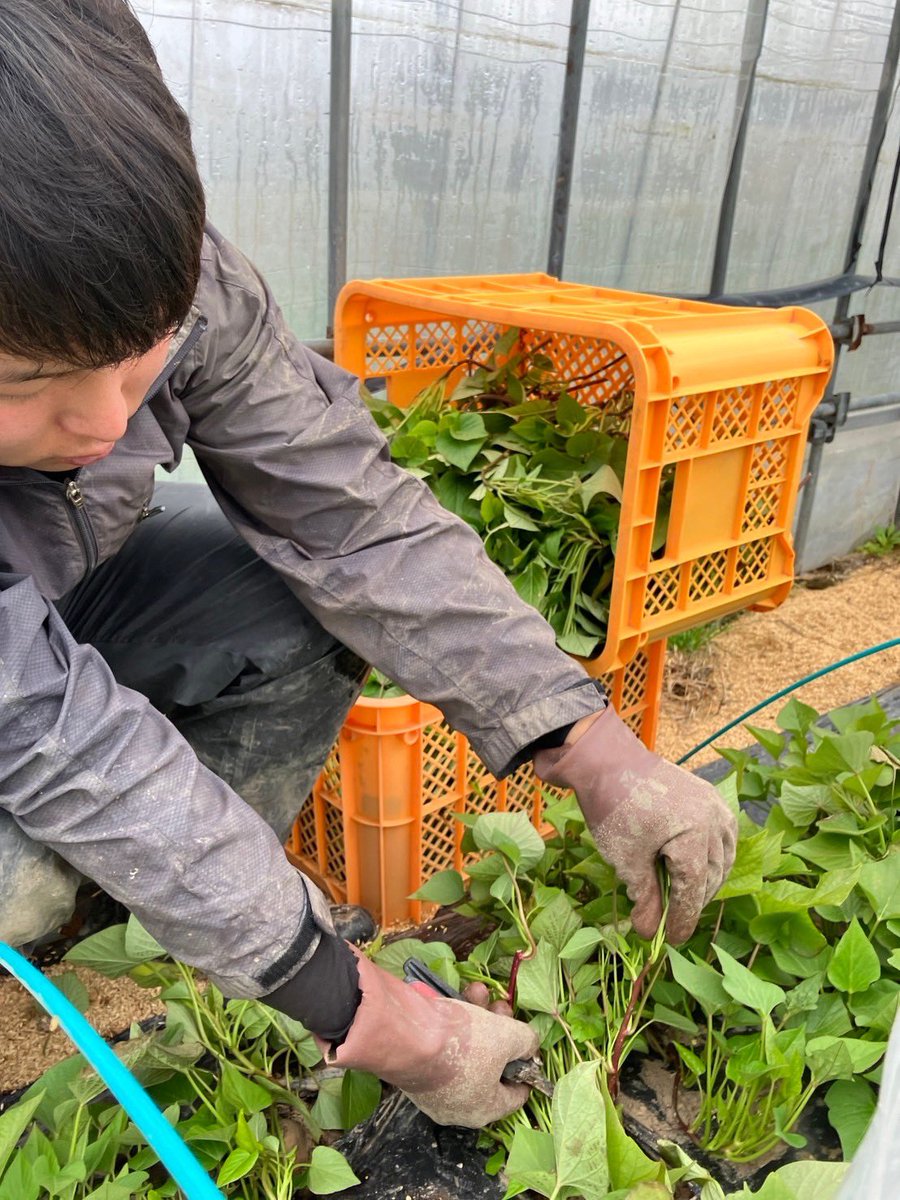 utsumissimo's tweet photo. 焼き芋用のサツマイモ栽培
耕して、苗とって、植え付け🍠

お客さんが食べるまで300日超の仕込みのはじまりはじまり🍠 https://t.co/M0pss2QcGQ
