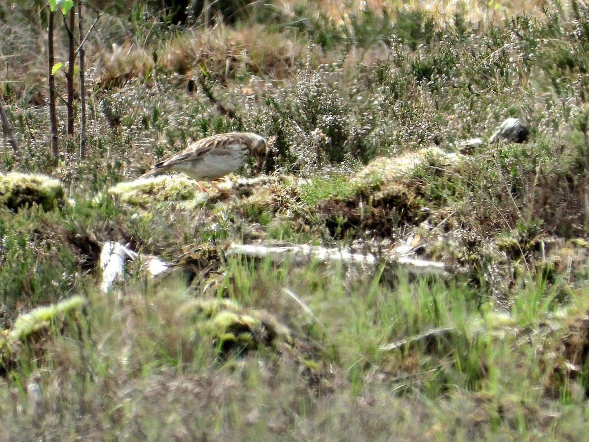 Record shots of woodlark at Skipwith Common today. Two seen but not calling and always close to the floor so elusive.