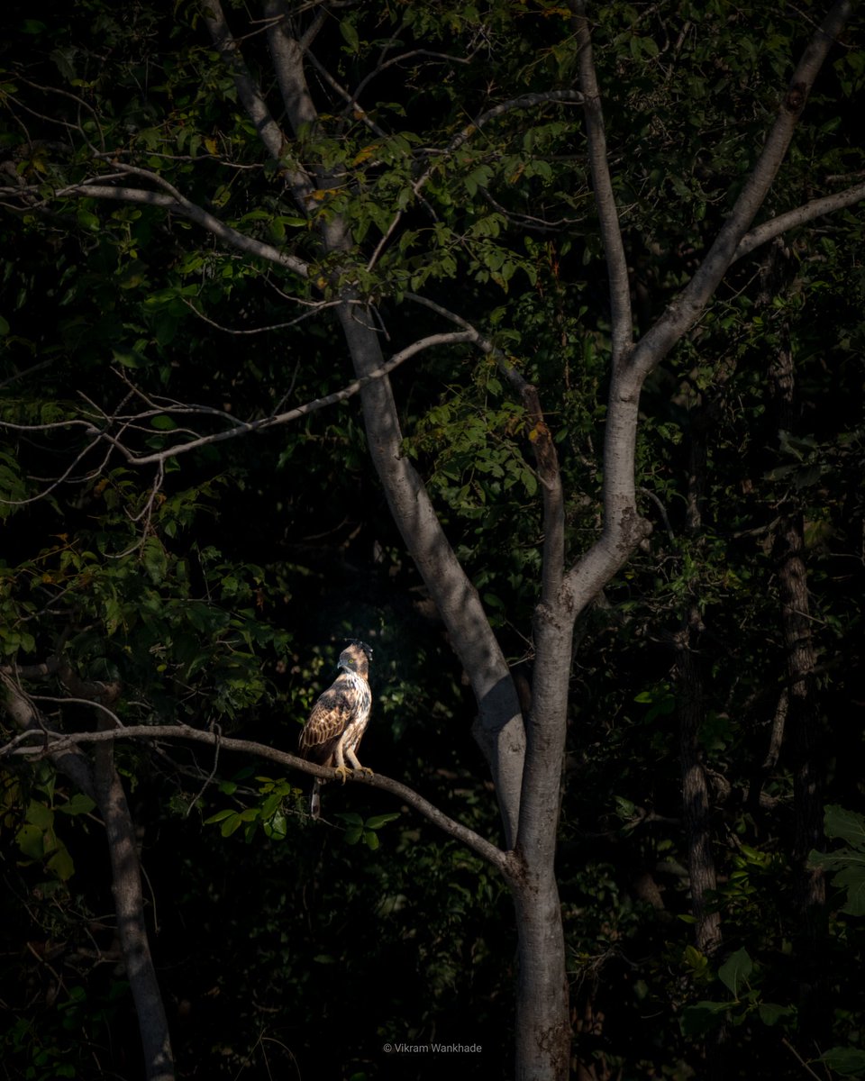 The #crestedhawkeagle was on the other side of the lake. The #Canon #750d with #ef70300mmf456isiiusm couldn't go much closer, making it a #habitat shot.
I make it a point to capture flora & fauna other than #bengaltiger , whenever I visit any Tiger Reserve or National Park. (1/2)