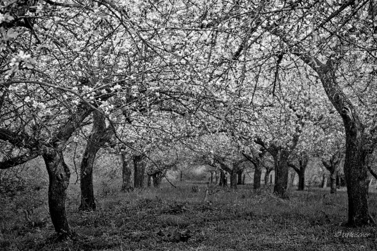 springtime 002
#blackandwhite #blackandwhitephotography #NaturePhotograhpy #spring