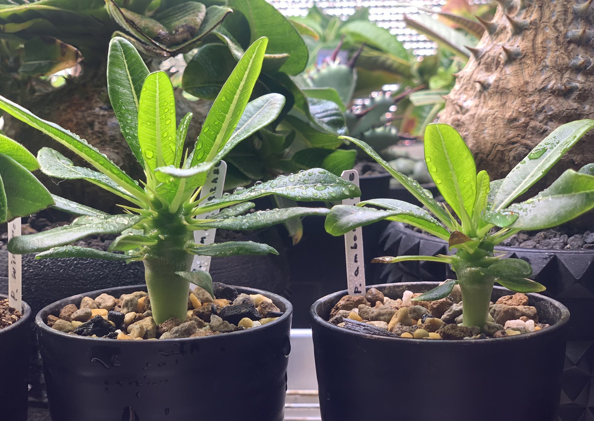 おに в X: „パキポディウム アンボンゲンセ Pachypodium