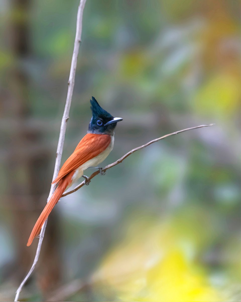 IPFC Bhondsi Nature Park #Gurugram #Haryana #Indiaves #IncredibleIndia #natgeoindia #photography #photooftheday #NaturePhotograhpy #birdwatching #birdphotography