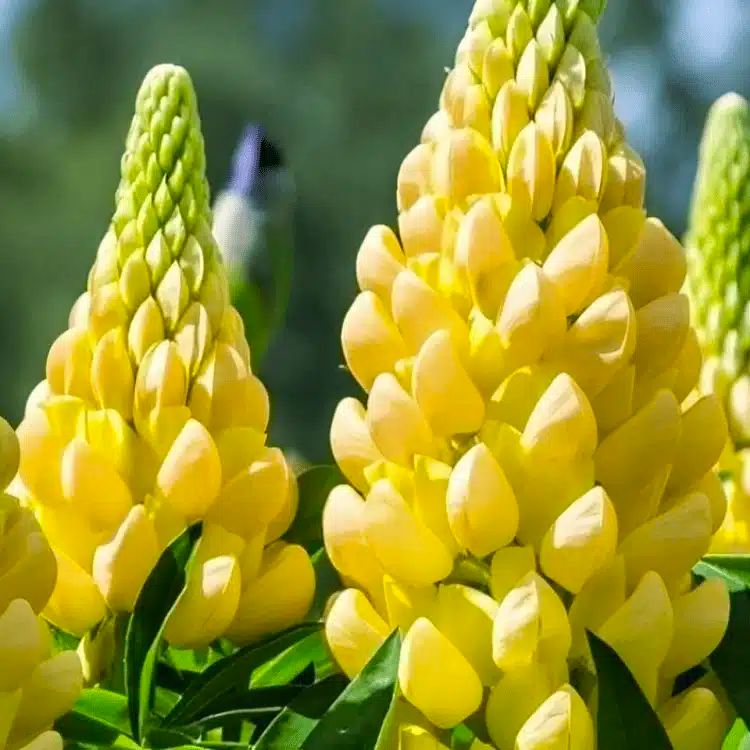 Middleton Nurseries tweet media