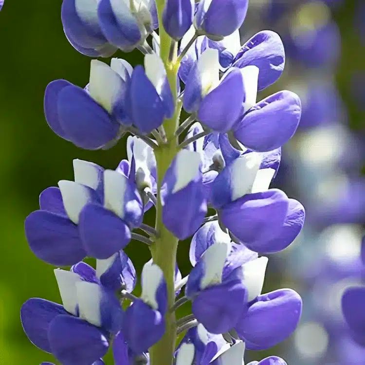 Middleton Nurseries tweet media