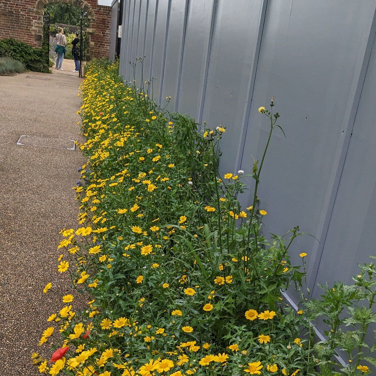 A gorgeous corn marigold found at Wakehurst #SundayYellow #Flowers