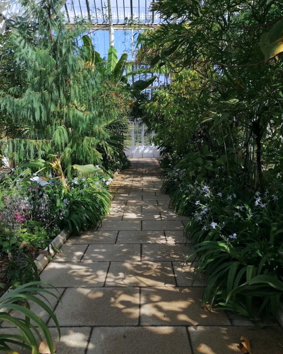 We could spend hours in here 🌳 The Temperate House is home to over a thousand rare and threatened species from 5 continents. 🌍 It's more than twice the size of the Palm House and was once the largest glasshouse in the world!