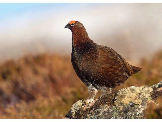 Sunday Quiz. Which BBC nature presenter encourages hunt saboteurs to chase grouse off their nests, driving grouse moor owners into giving up their businesses. Then buys them out on the cheap? #Pennines #CountyDurham #LakeDistrict