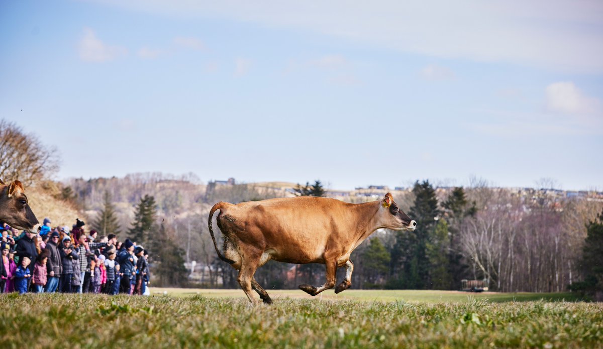 denmarkdotdk's tweet photo. Today is Organic Day 🌱

...and organic cows are being released onto green pastures again - to the great joy for onlookers. 🌾☘️ This year marks the 20th Organic Day underscoring 🇩🇰's longstanding dedication to organic farming &amp; animal welfare. 🐥🐷

📸 2-3: @organicdenmark https://t.co/q3Rq9dCsbO