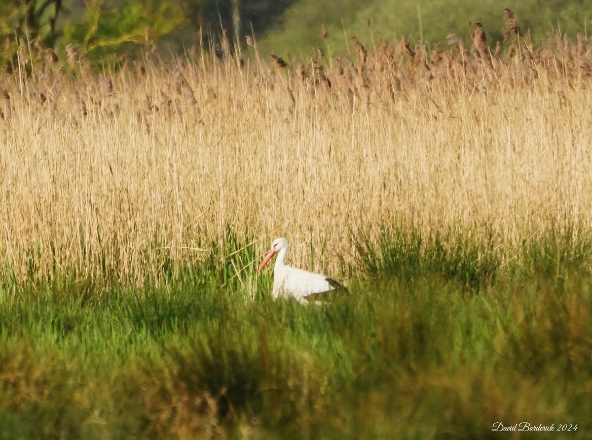 White Stork feeding west of the Octagon lookout at SWT Carlton Marshes, Lowestoft this morning @SWTCarltonMarsh @SWTWaveney @suffolkwildlife @coastalwarden @LowestoftLizard @SWT_NE_Reserves ⁦@SuffolkBirdGrp⁩ ⁦@BINsBirder⁩