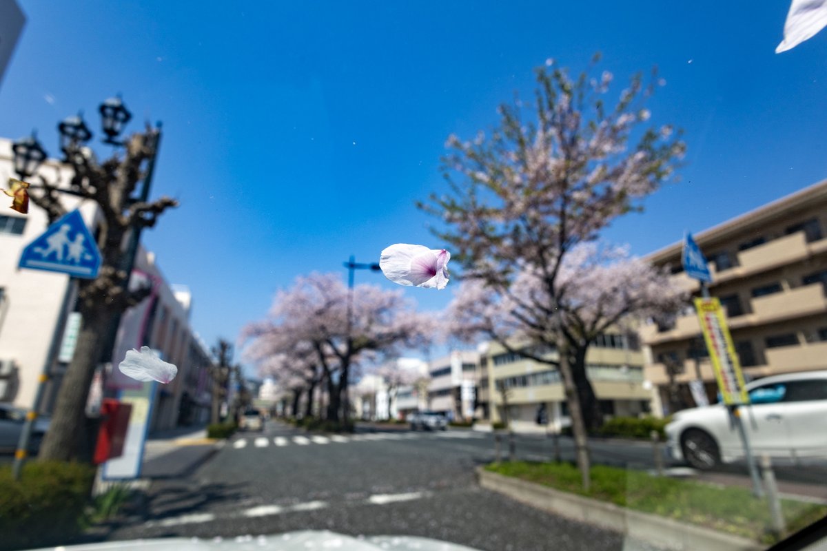 茨城県日立市　平和通りの桜 
やっと昼間に撮りに行けました。

#茨城県 
#日立市 
#平和通り
 #桜