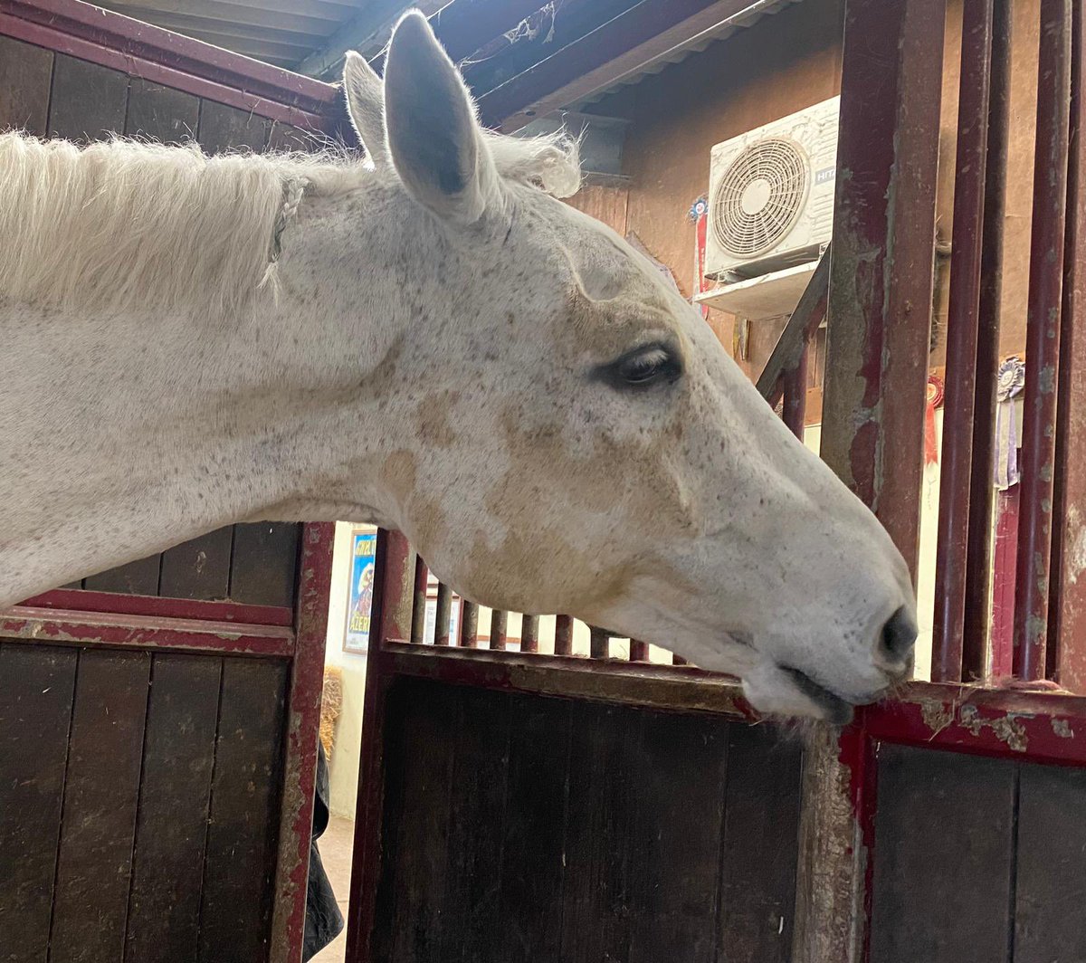 Oh well he didn’t stay clean for long 🙈but he’s happy . #legend #winner #Grandnational #Aintree