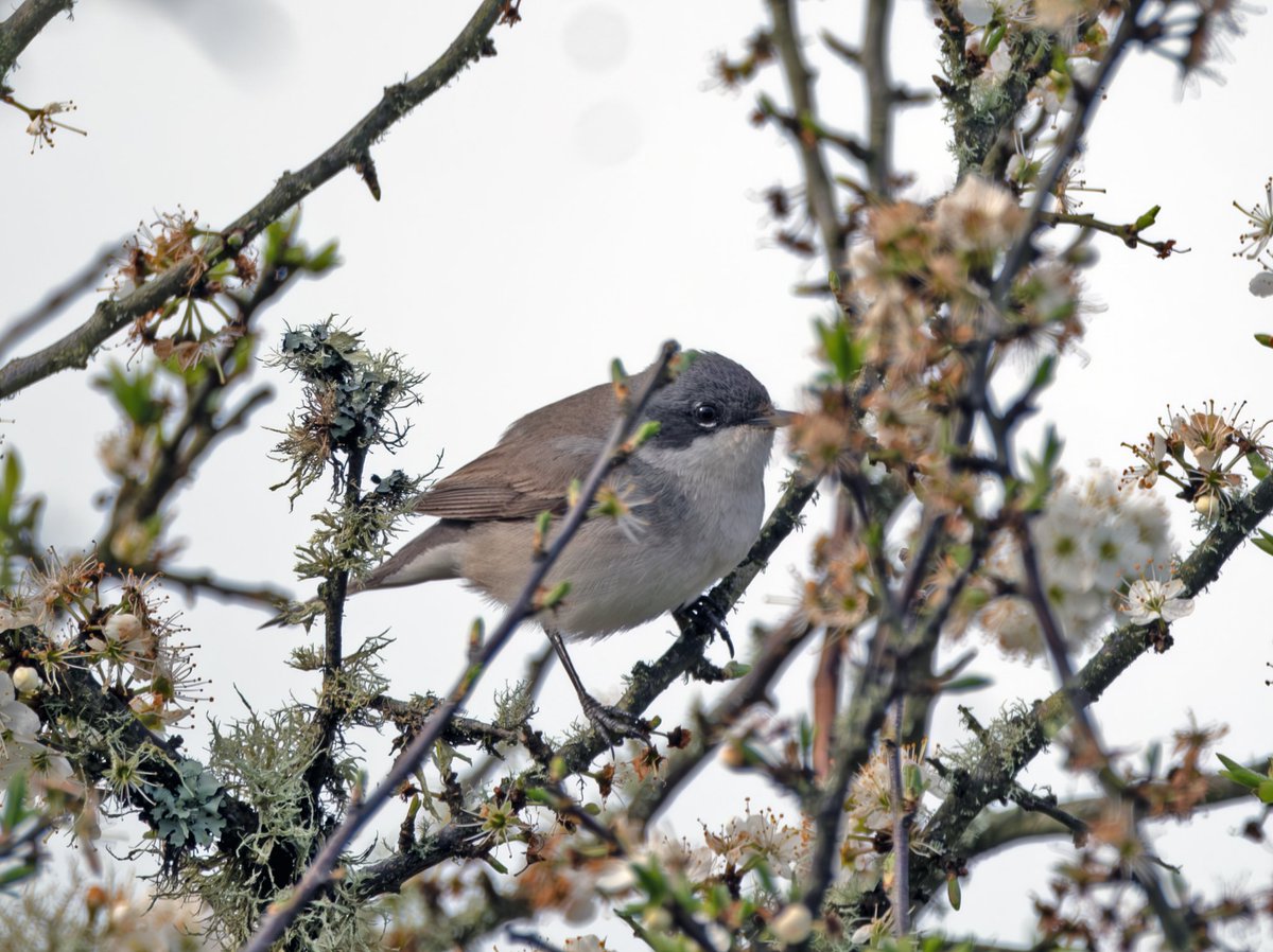 Lesser Whitethroat new in at Windmill Farm, The Lizard, today. @CBWPS1