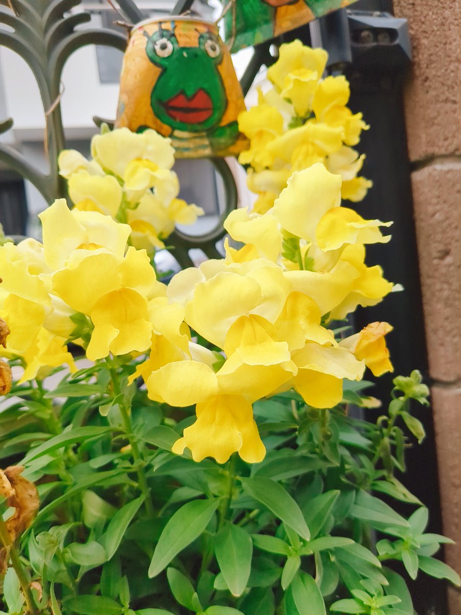 fujinasu's tweet photo. お庭のハナニラが今年も咲きました🌼
香りが良いので毎年楽しみです🤩
プランターの金魚草や、自生のタンポポも元気に咲いてます♫

チリの3Lボックスワイン、ロスカロスレッド🇨🇱
濃いルビー色、ベリー系の香り、スパイシーさ、フルーティでしっかりしたタンニンが楽しめるミディアムボディ🍷 https://t.co/32CNSItHXR