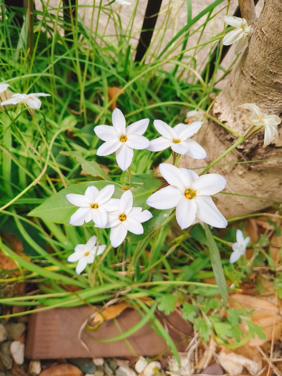 fujinasu's tweet photo. お庭のハナニラが今年も咲きました🌼
香りが良いので毎年楽しみです🤩
プランターの金魚草や、自生のタンポポも元気に咲いてます♫

チリの3Lボックスワイン、ロスカロスレッド🇨🇱
濃いルビー色、ベリー系の香り、スパイシーさ、フルーティでしっかりしたタンニンが楽しめるミディアムボディ🍷 https://t.co/32CNSItHXR