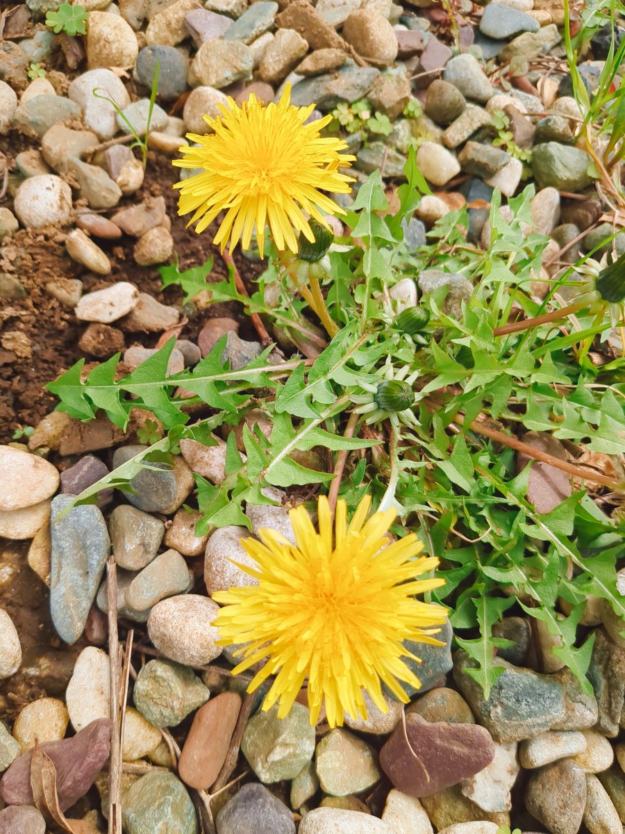 fujinasu's tweet photo. お庭のハナニラが今年も咲きました🌼
香りが良いので毎年楽しみです🤩
プランターの金魚草や、自生のタンポポも元気に咲いてます♫

チリの3Lボックスワイン、ロスカロスレッド🇨🇱
濃いルビー色、ベリー系の香り、スパイシーさ、フルーティでしっかりしたタンニンが楽しめるミディアムボディ🍷 https://t.co/32CNSItHXR