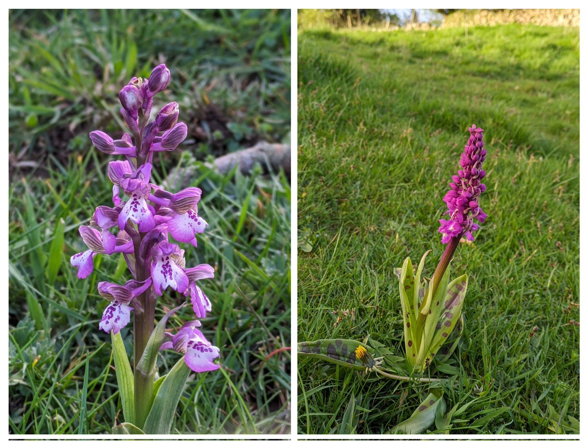 Green-winged orchid and Early purple orchids my first of the year😁overlooking the stunning Morecambe bay 14.4.24